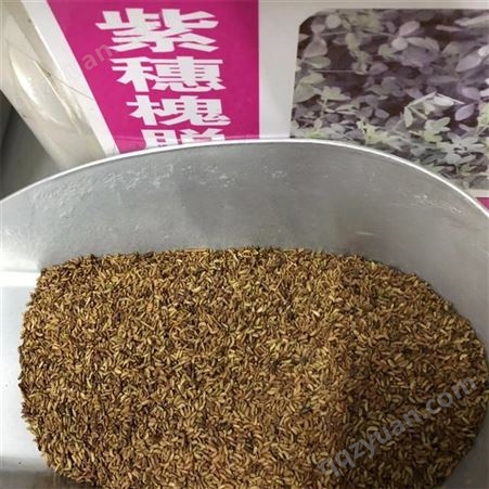 紫穗槐籽 发芽率好  量小可快递 提供种植技术服务