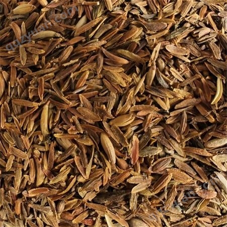 红丁香籽 今年新采 无杂质 提供种植技术 全国发货