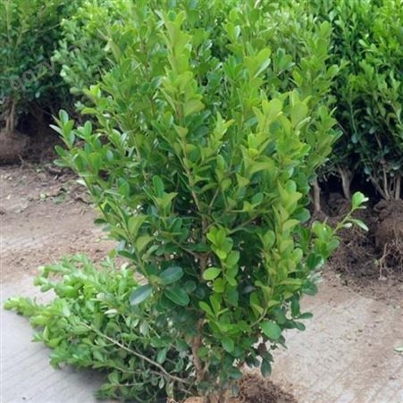 小叶黄杨籽 苗木种子 提供种植技术 全国发货