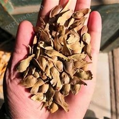 五角枫种子 当季新采 发芽率高 全国发货 提供种植技术