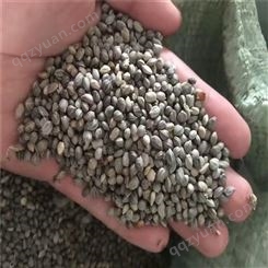 红瑞木籽 绿化工程苗种子 提供种植技术 全国发货